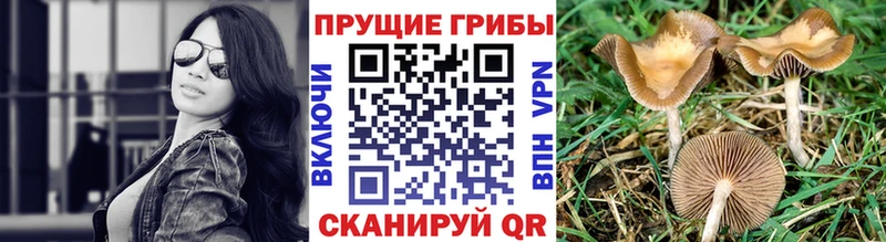 Псилоцибиновые грибы Cubensis  Сураж 